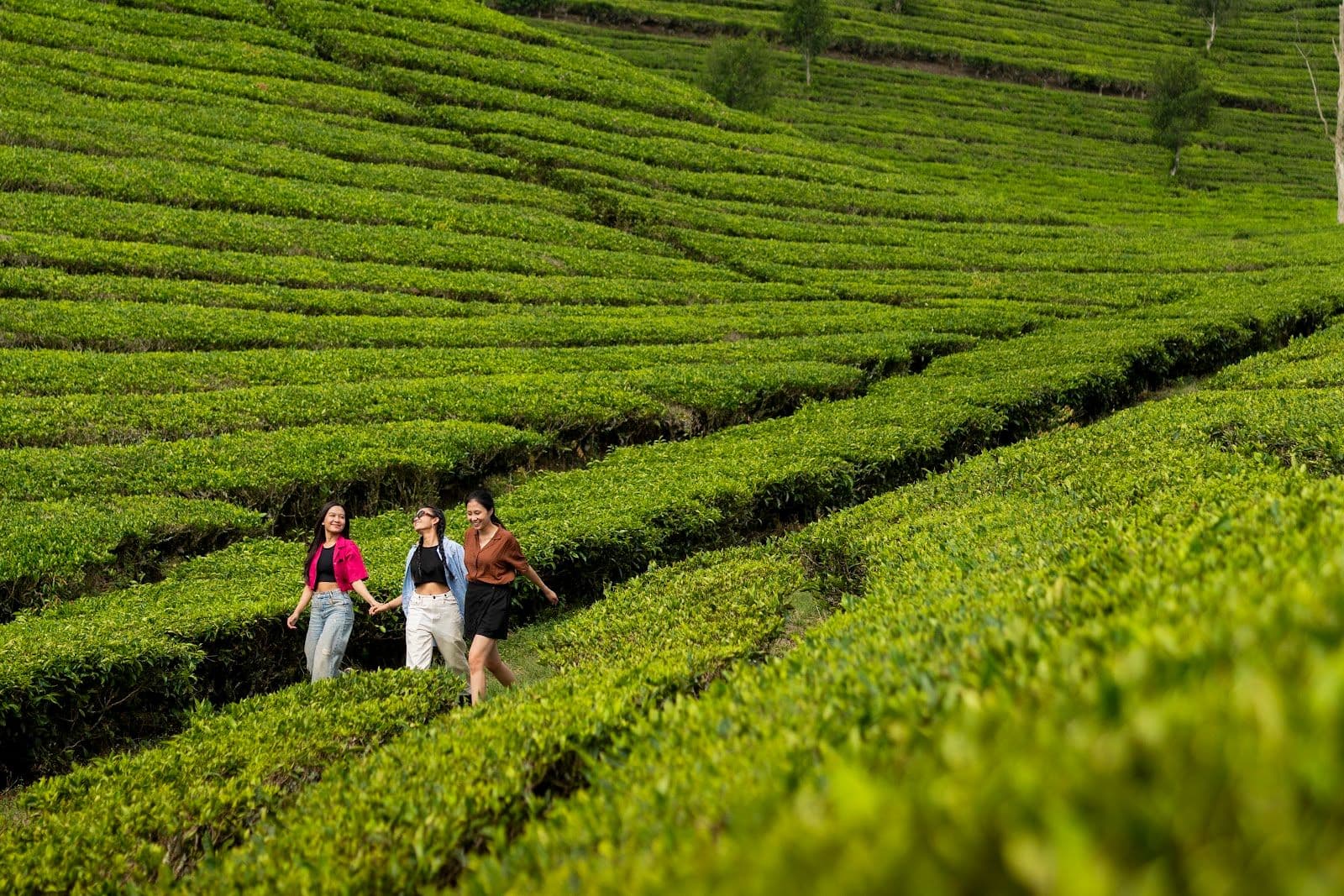 Trekking di Kebun Teh