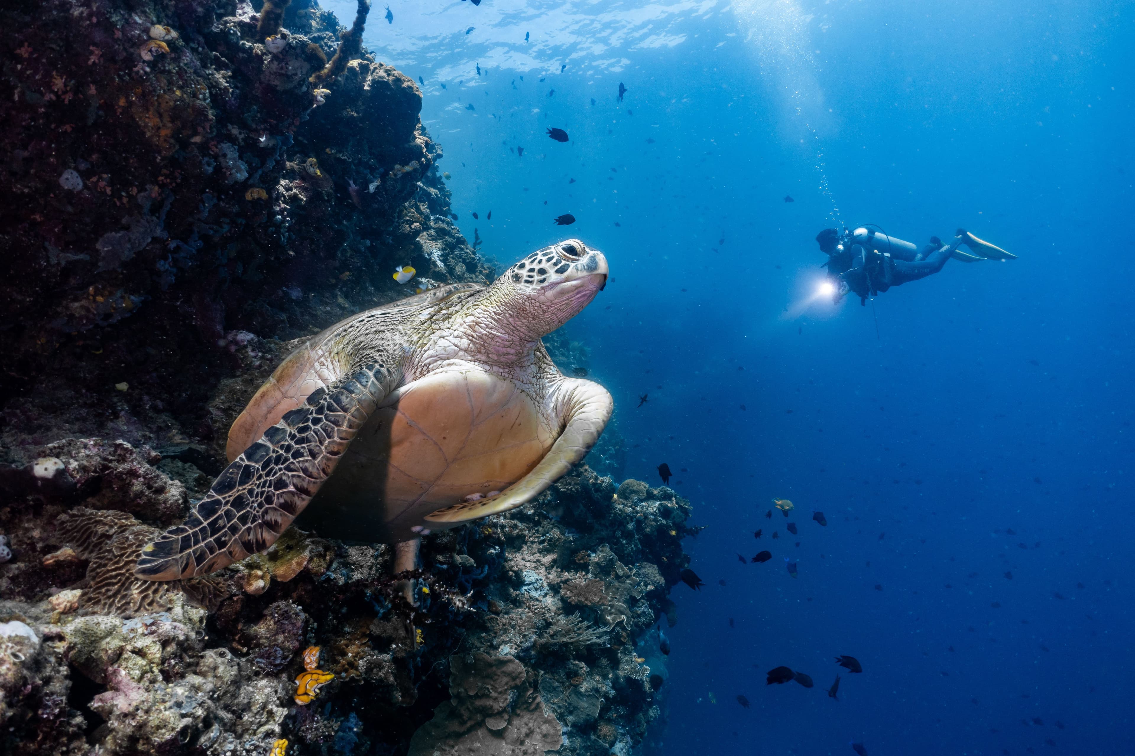Diving Basic (FunDIVE)