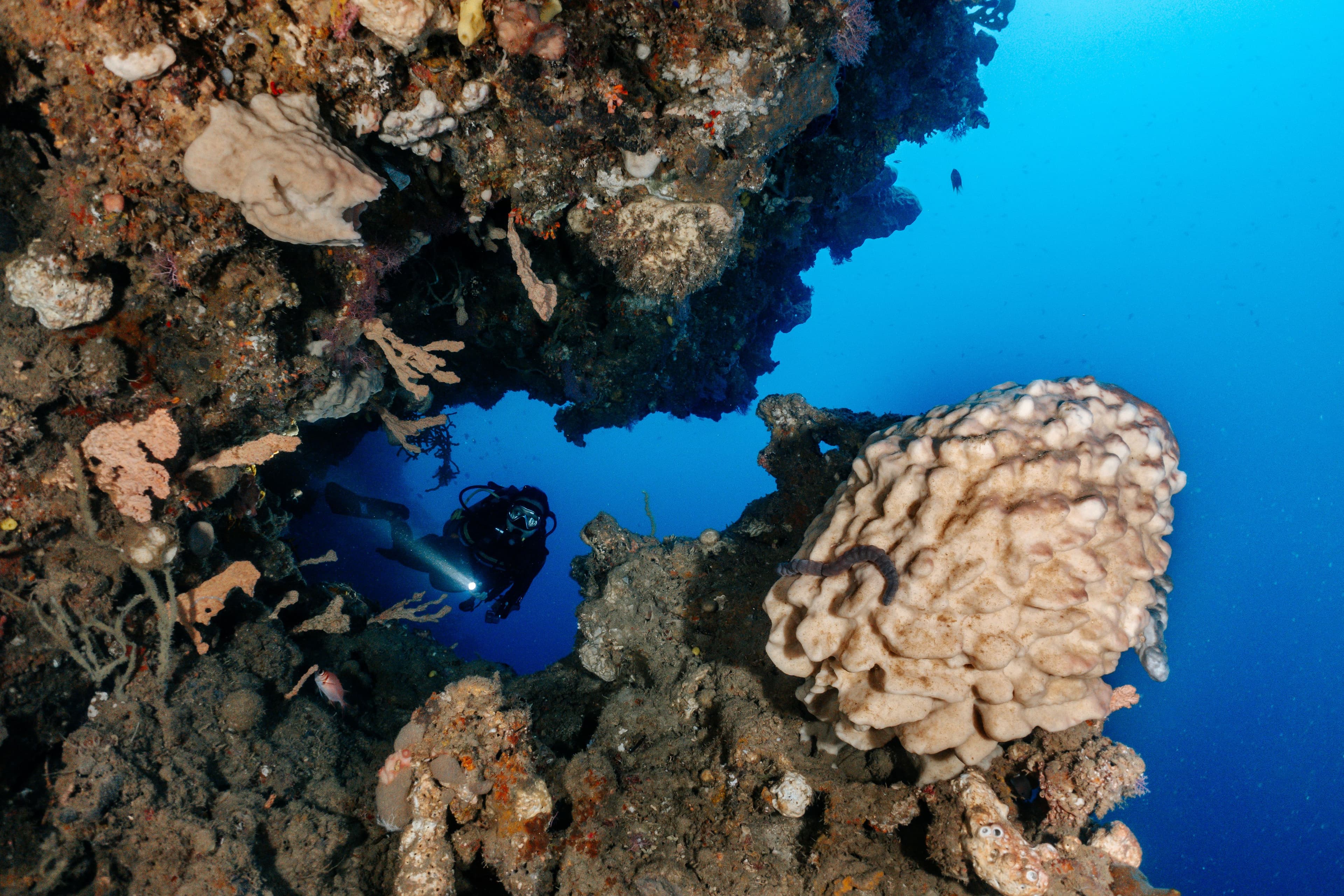 Diving Basic (FunDIVE)