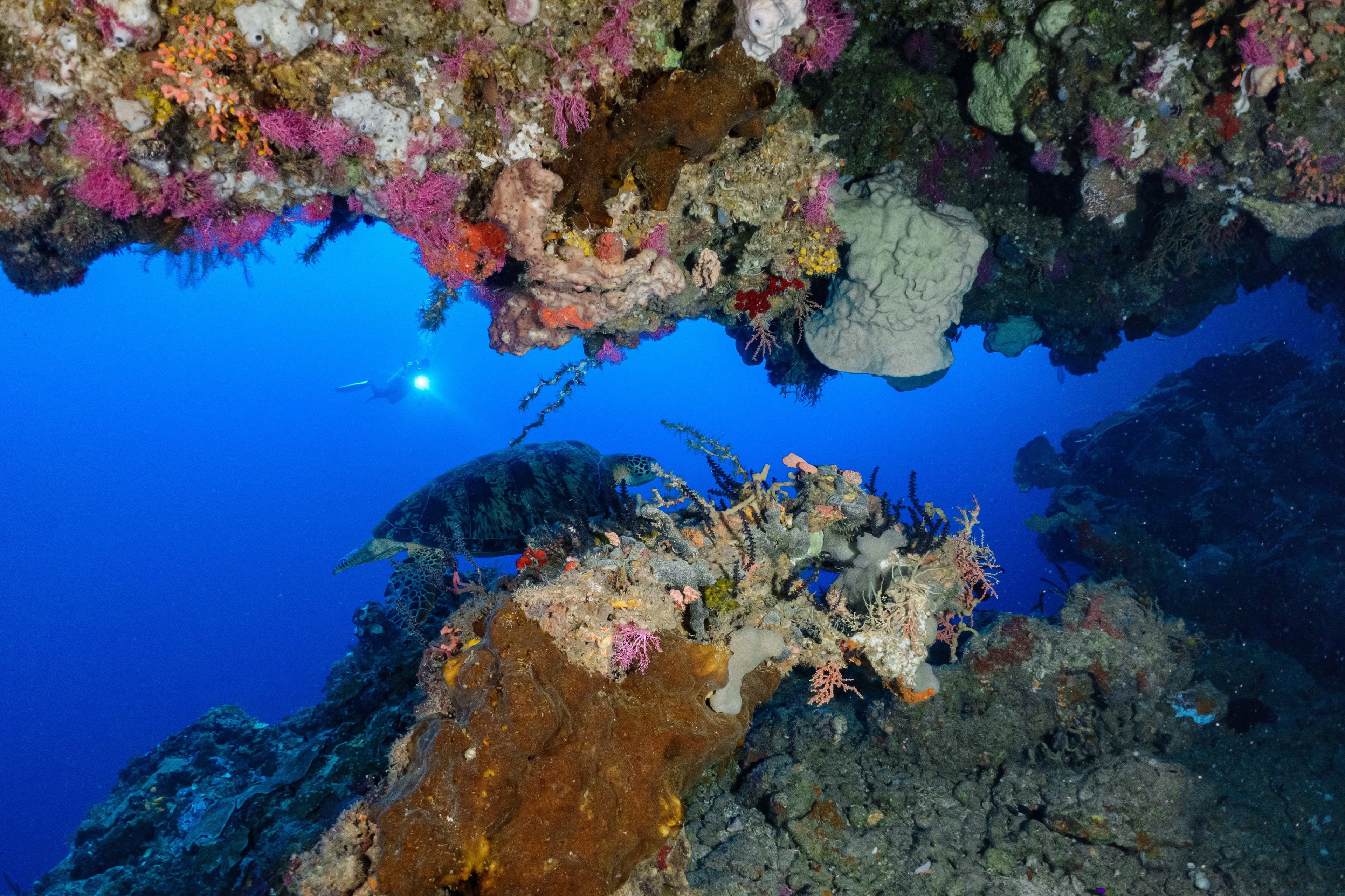 Diving Basic (FunDIVE)
