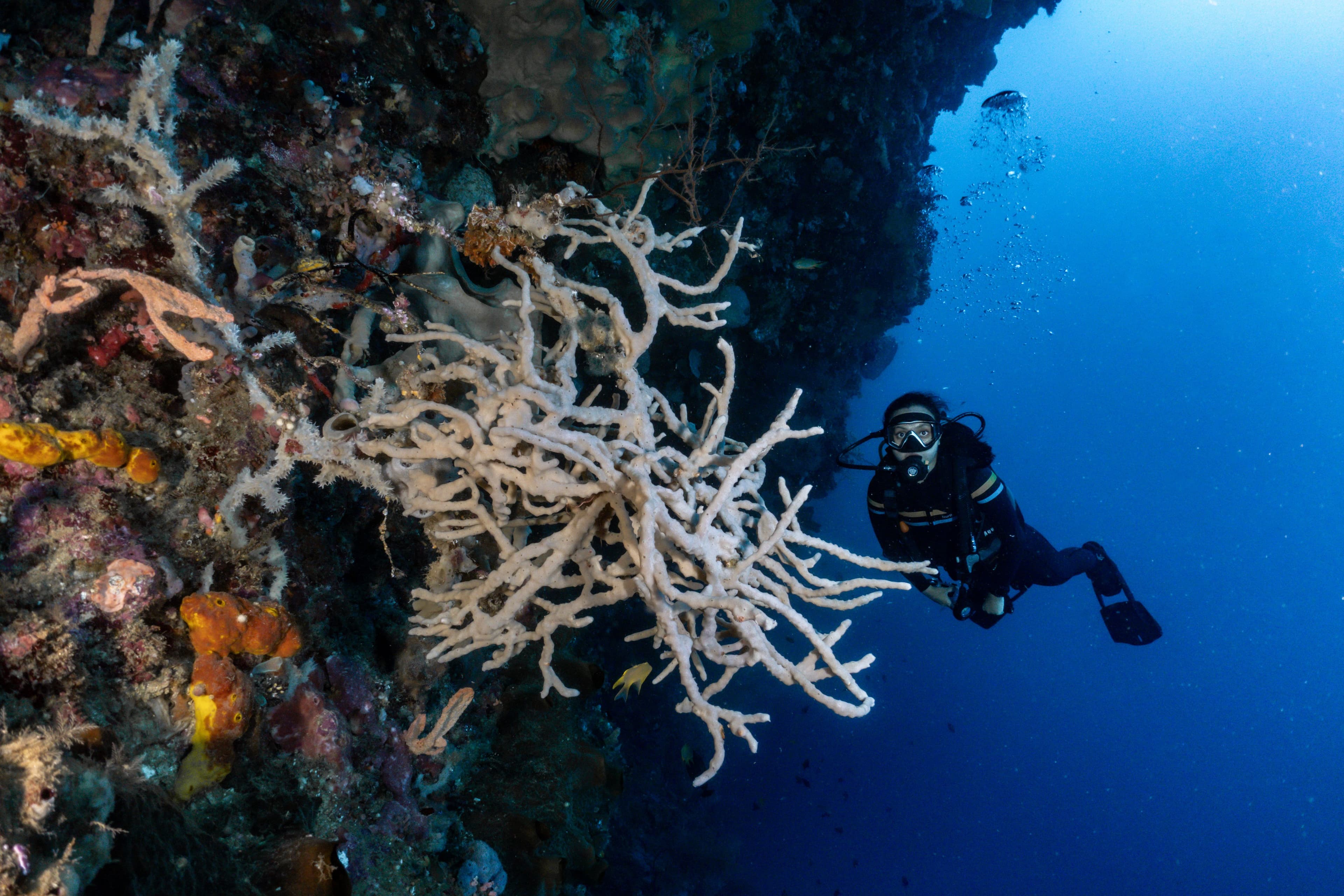 Diving Basic (FunDIVE)