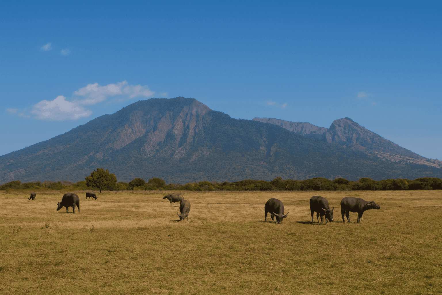 Baluran