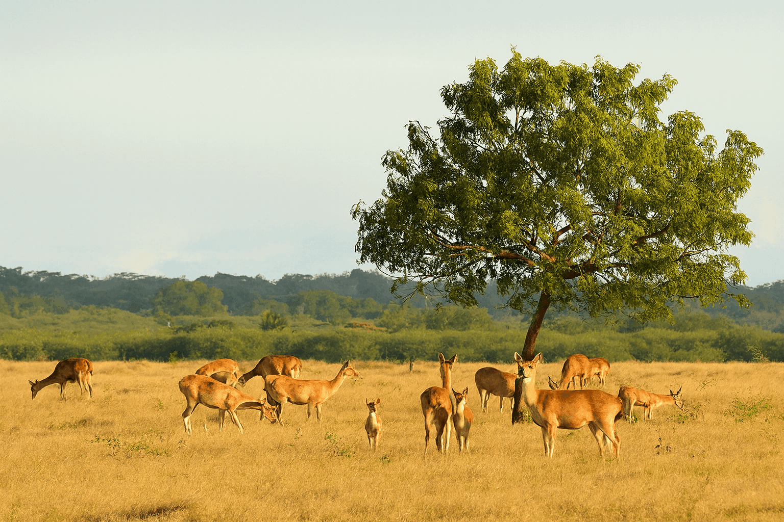 Baluran