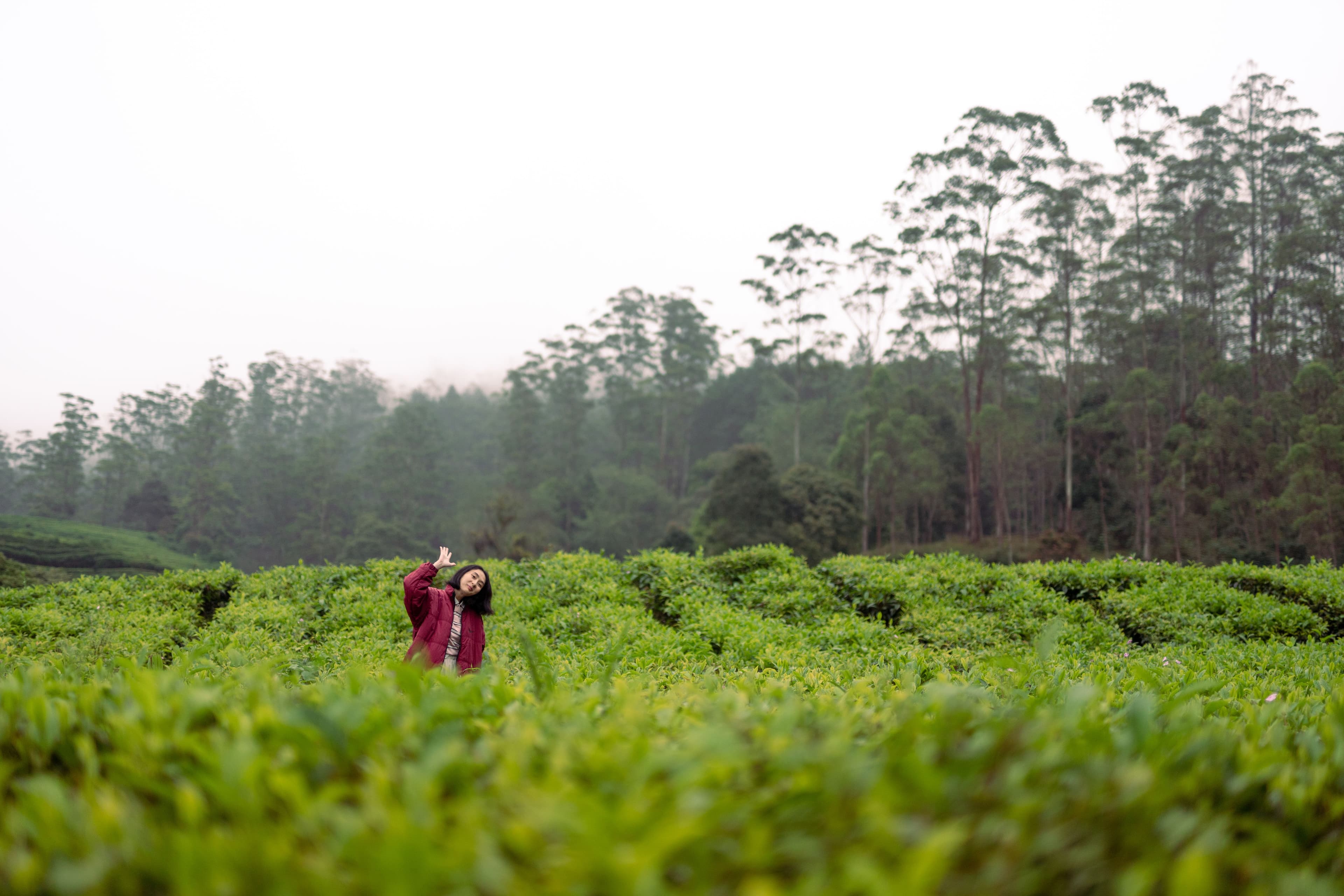 Trekking di Kebun Teh