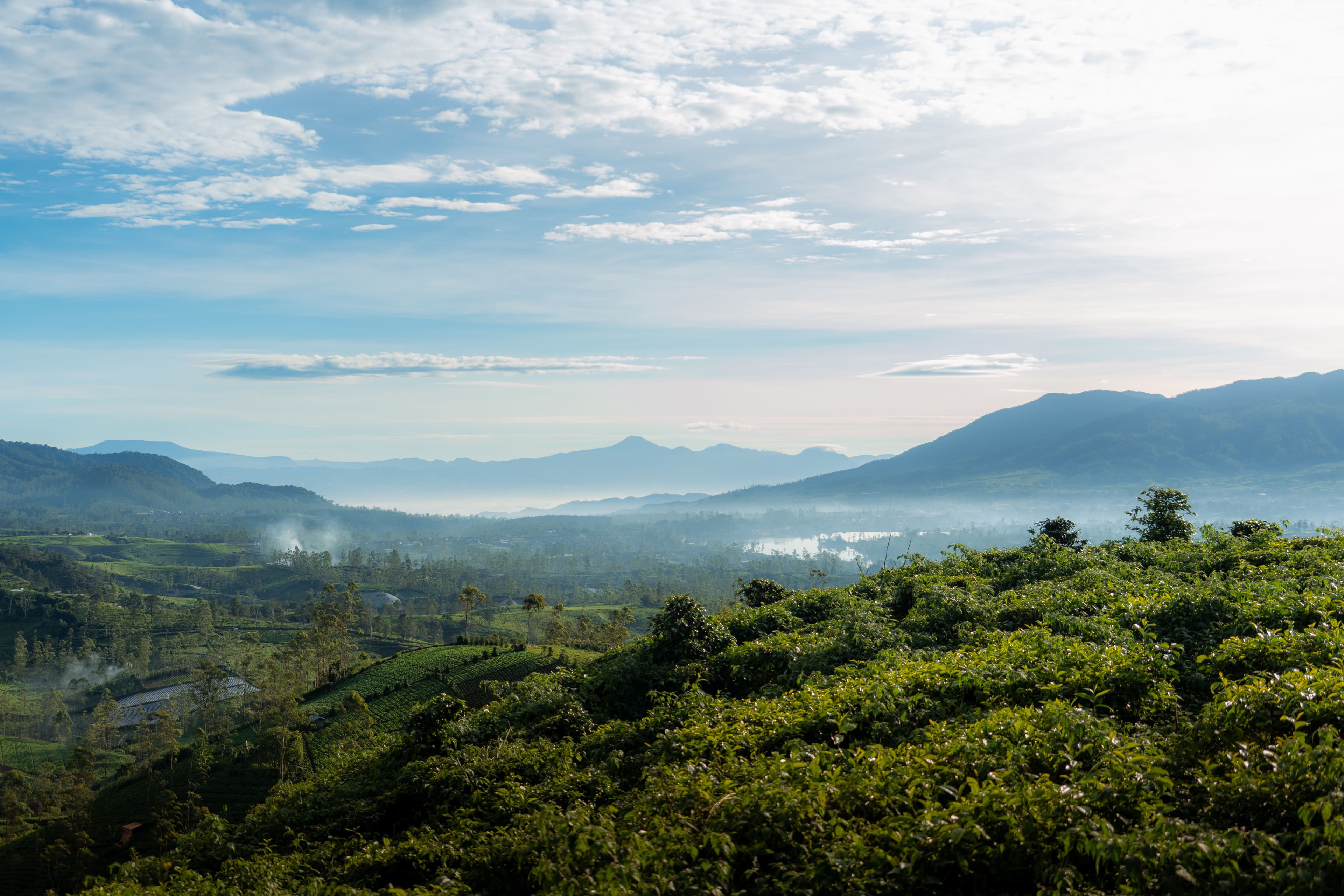 Trekking di Kebun Teh