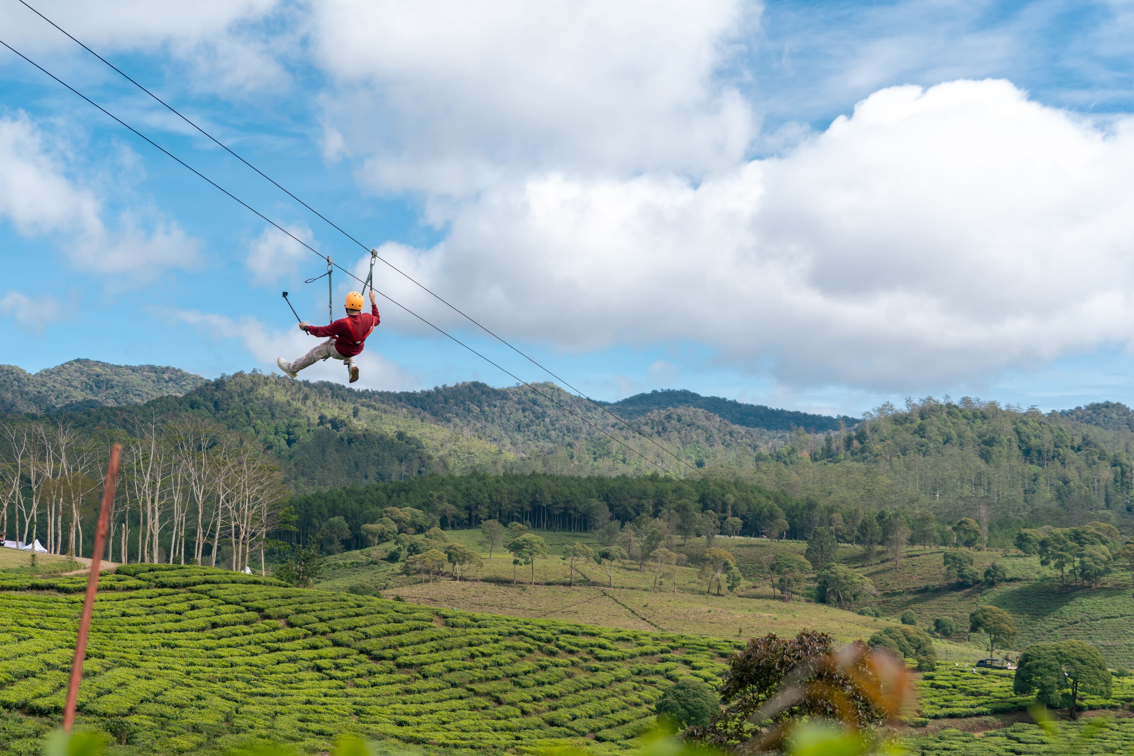 Flying Fox