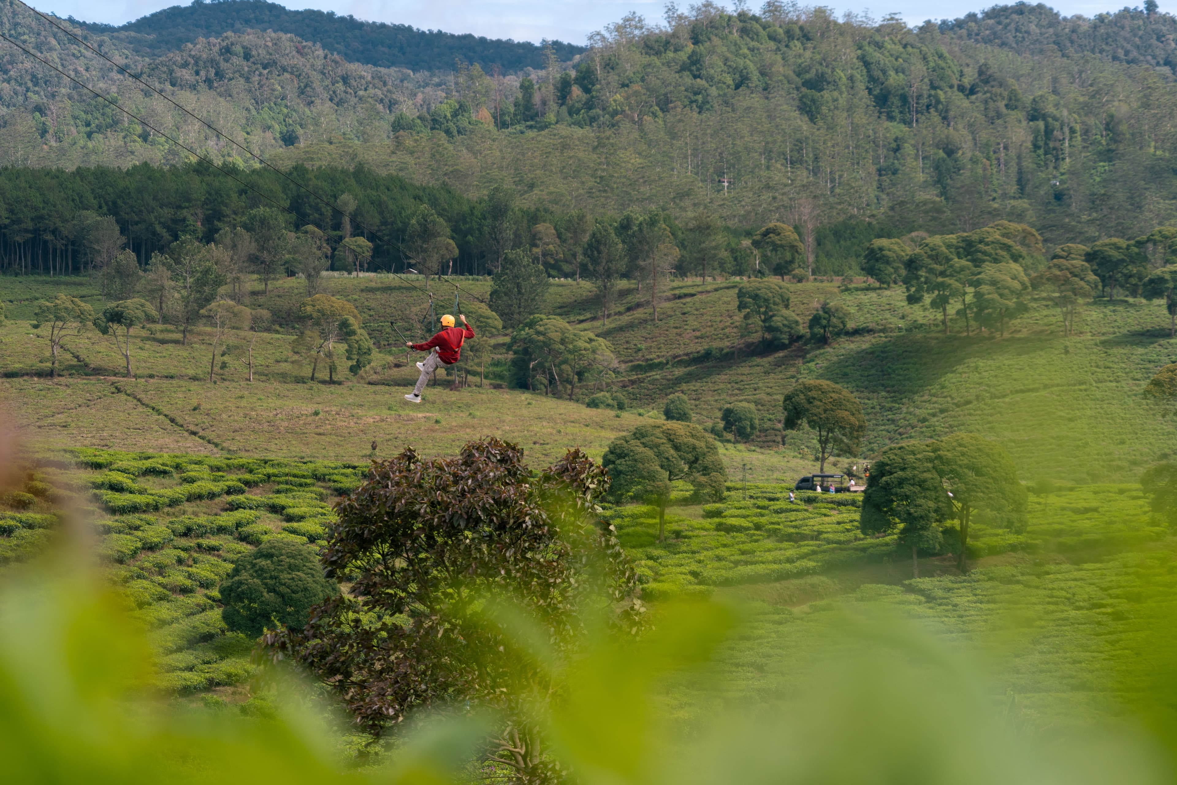 Flying Fox