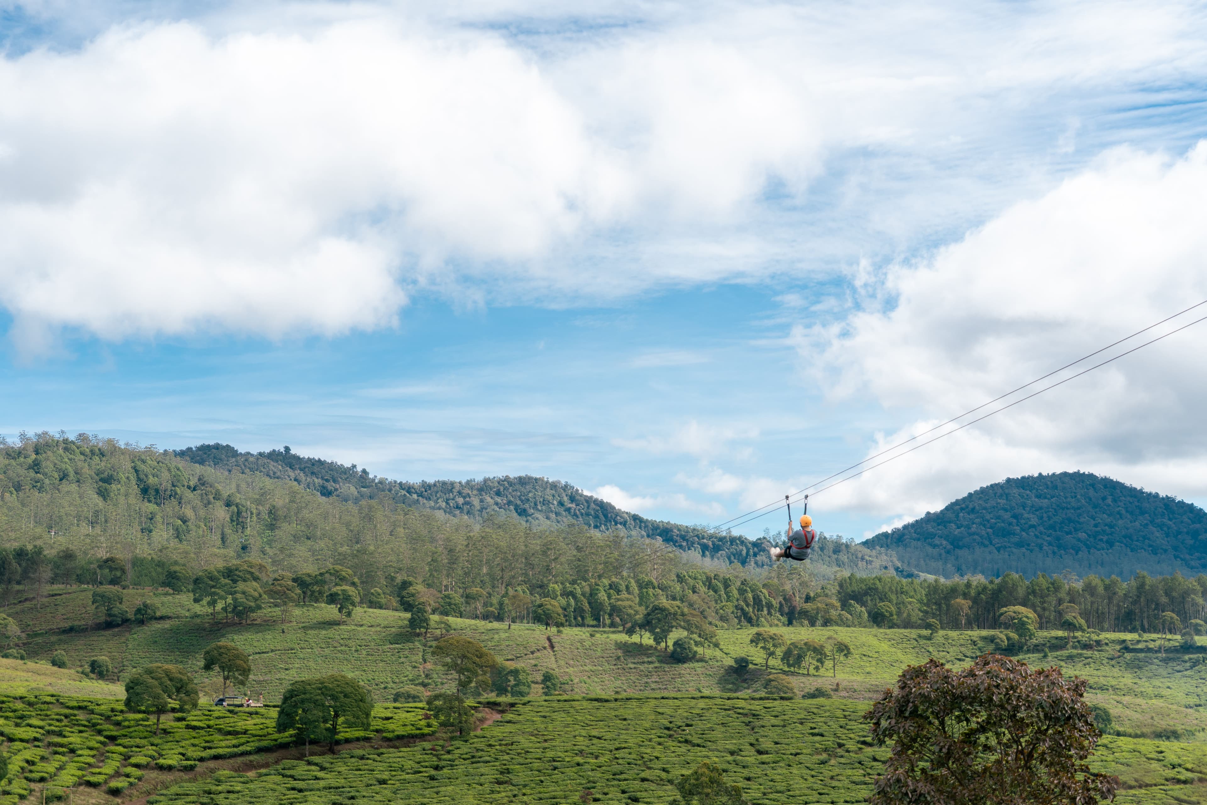 Flying Fox