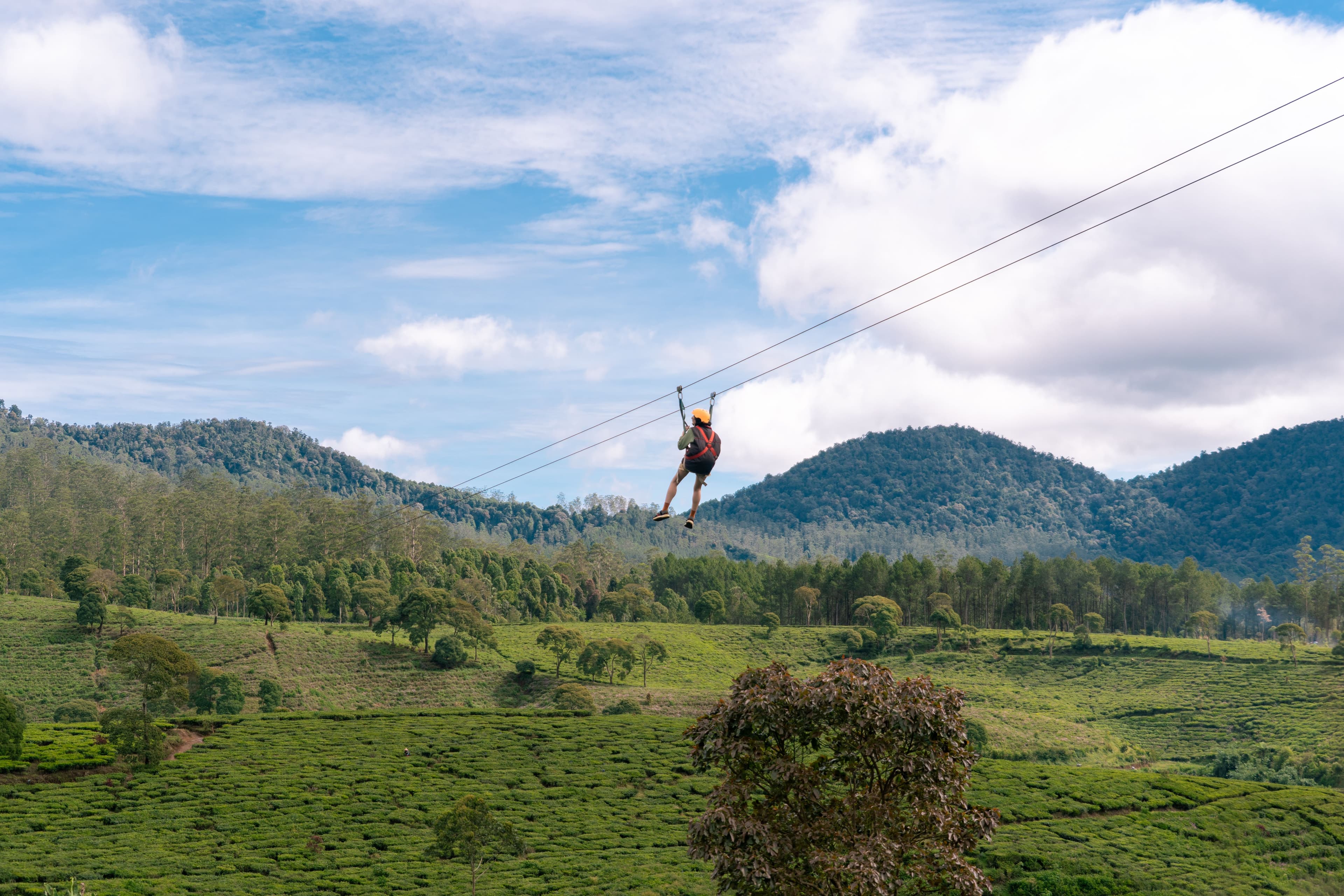 Flying Fox