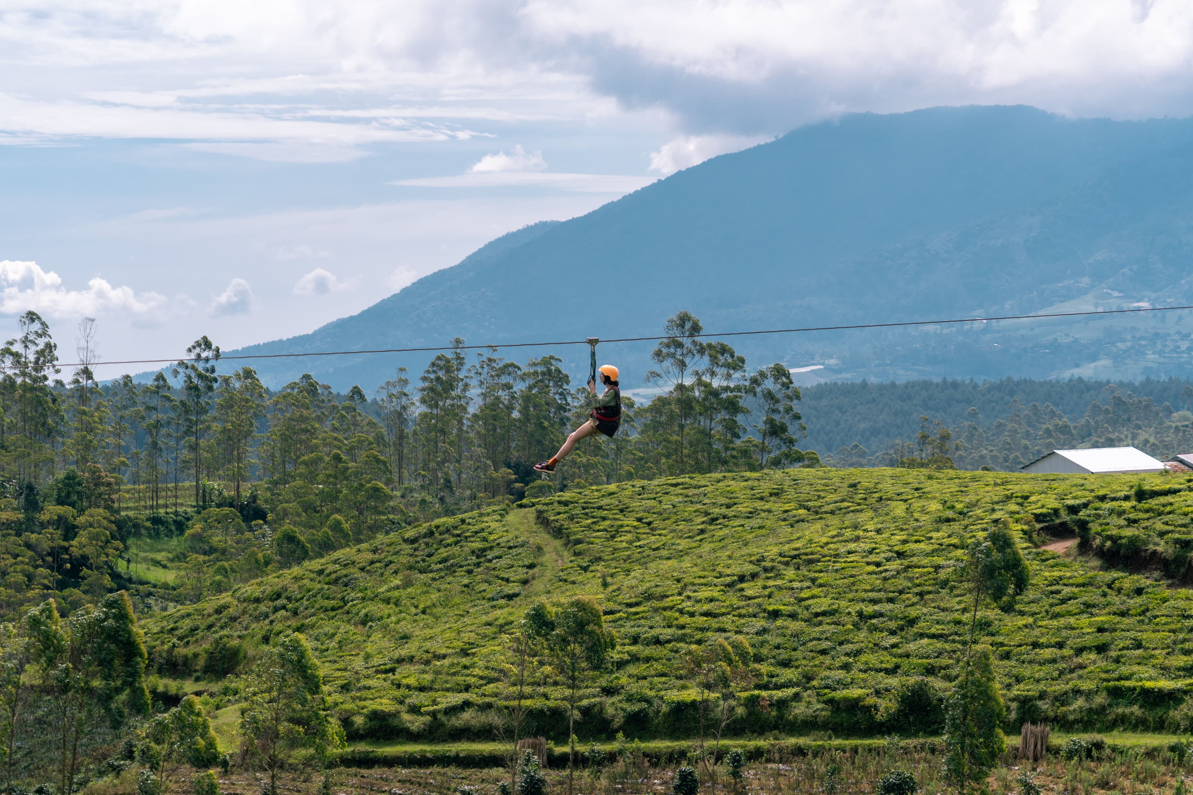 Flying Fox
