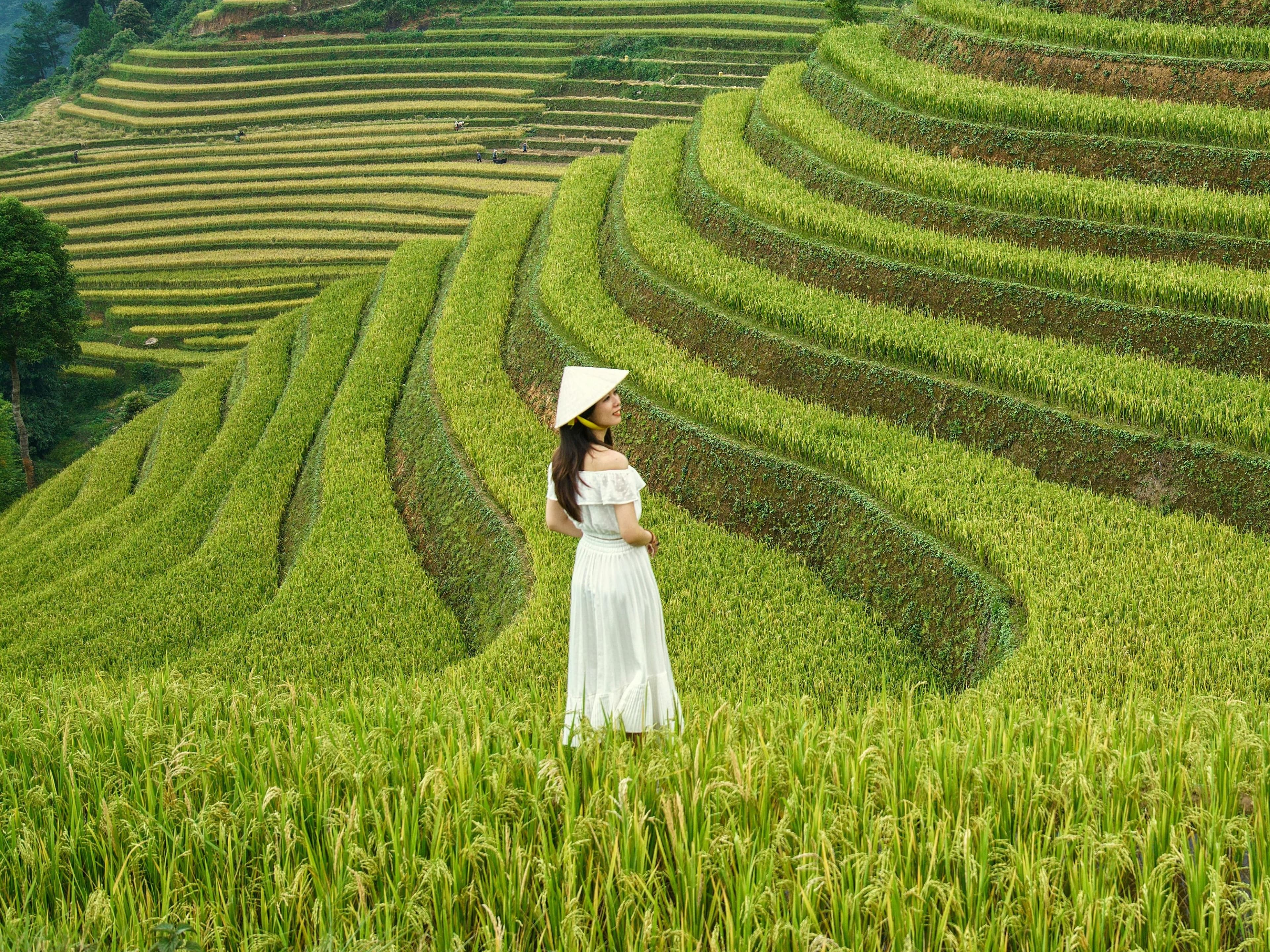 Ubud Tour C Rice Terrace - Rumah Bali Batuan - Batuan Temple - Waterfall