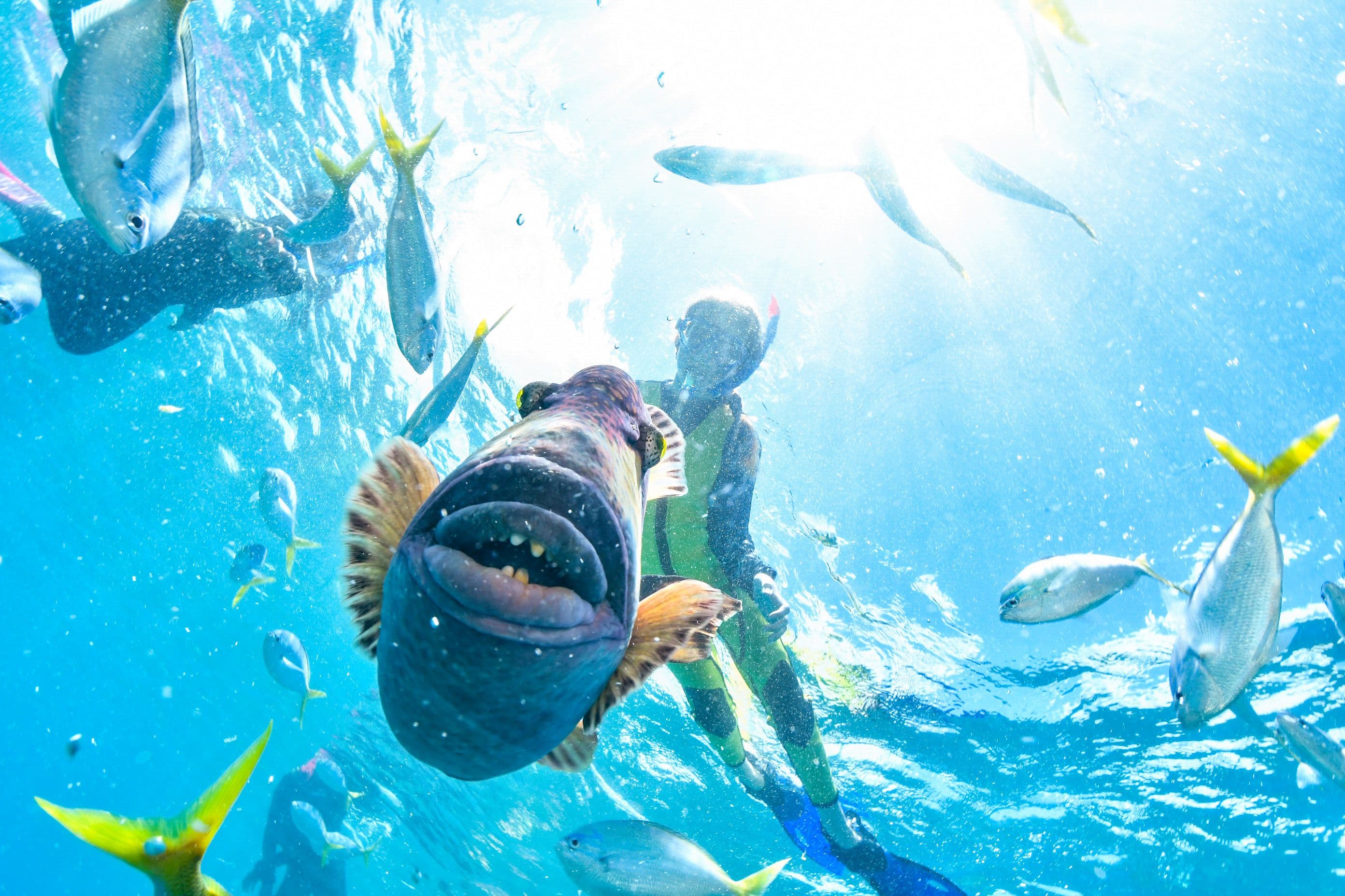 Snorkeling Basic