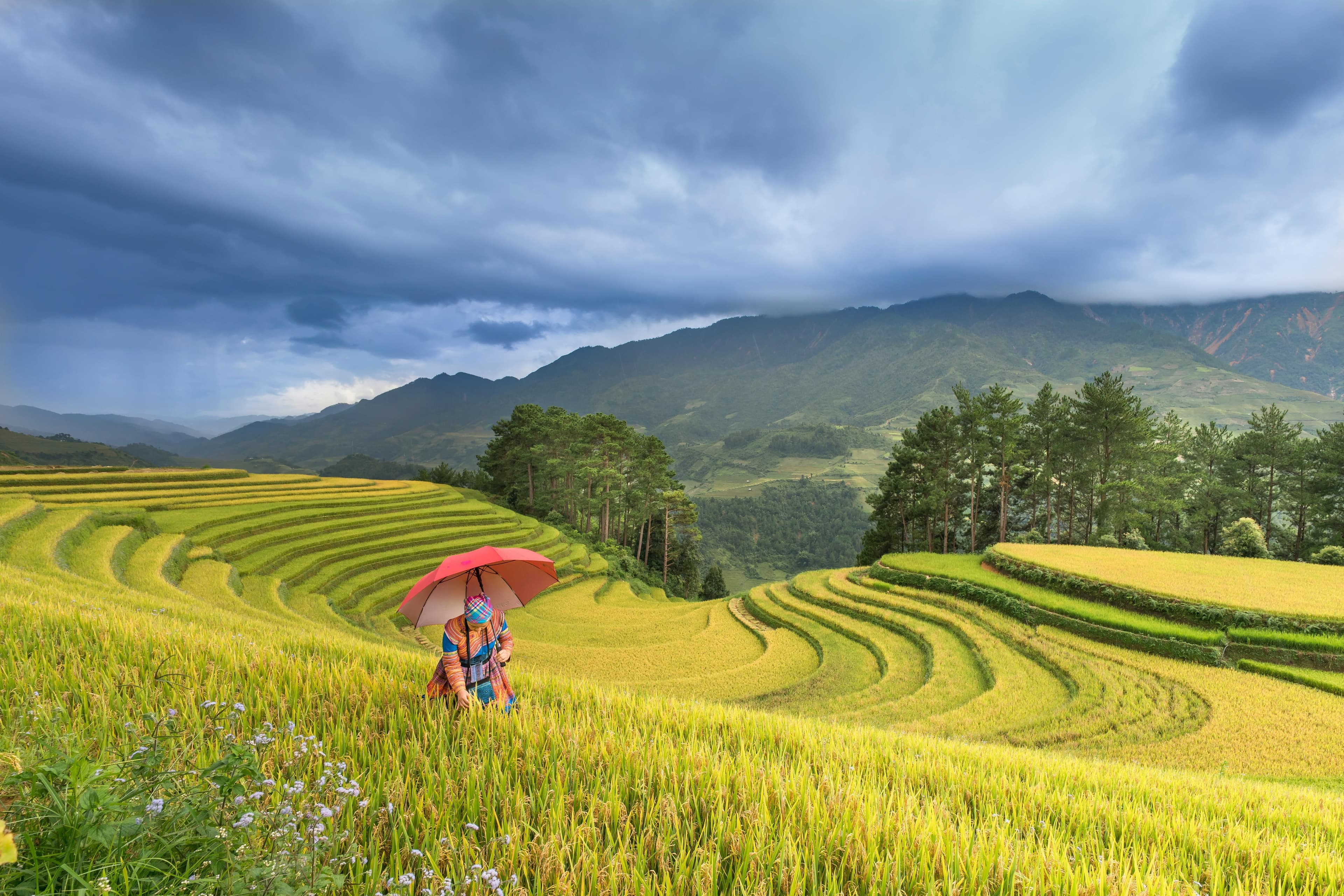 Rice Terrace Trekking
